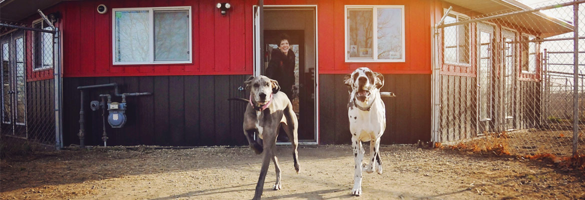 Dog daycare facilities with two Great Danes and certified staff Stony Plain, AB