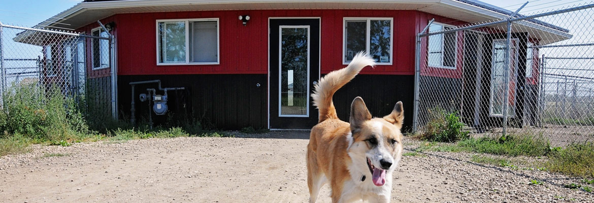 Dog boarding facilities with a canine guest in the Edmonton area, AB.