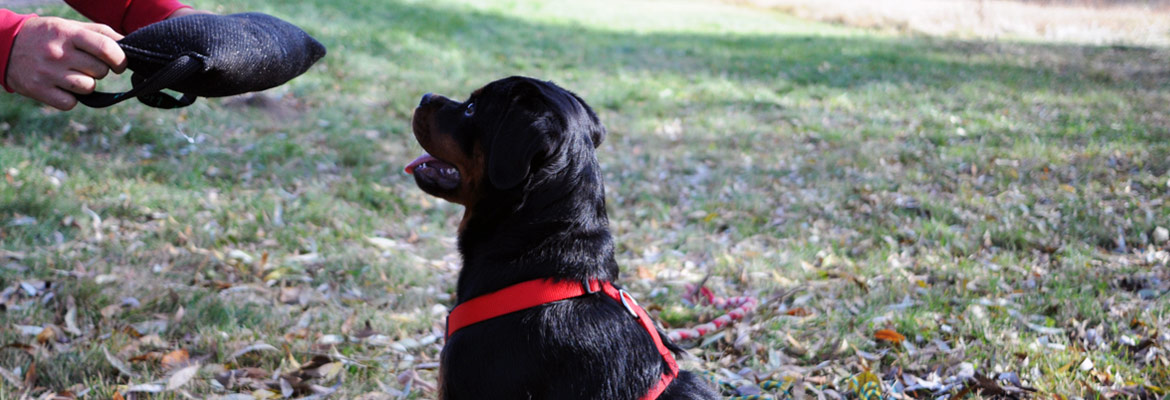 Private dog trainer teaching a Rottweiler the sit command with a toy Edmonton, AB.
