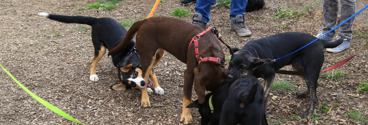 Best puppy classes with training and socialization, Edmonton, AB.