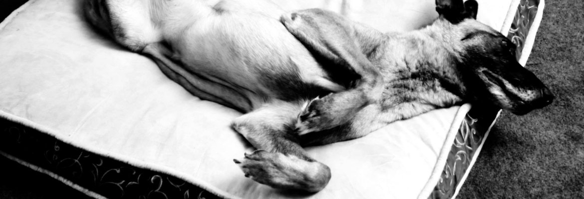 Learn about 780 Kennels from Beau the Belgian Malinois relaxing on his comfy bed.