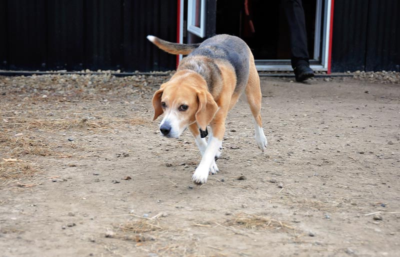 Beagle swaggering at 780 Kennels. Beagle swaggering at 780 Kennels.