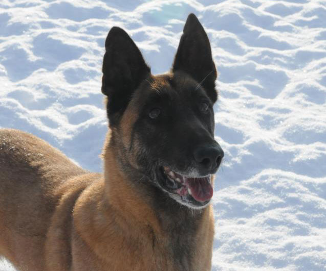Belgian Malinois smiling for the camera. Belgian Malinois smiling for the camera.