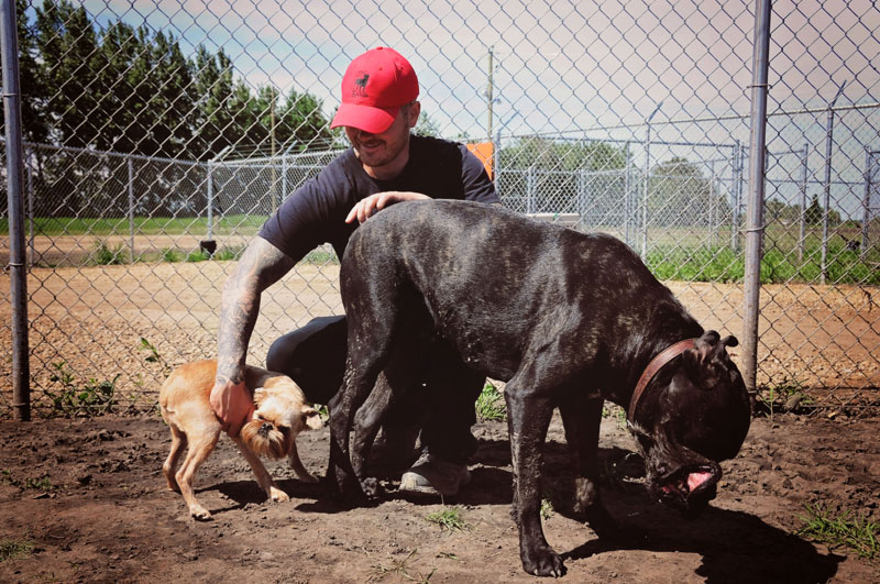 Brussels Griffin & Bull Mastiff bonding with kennel attendee. Brussels Griffin & Bull Mastiff bonding with kennel attendee.