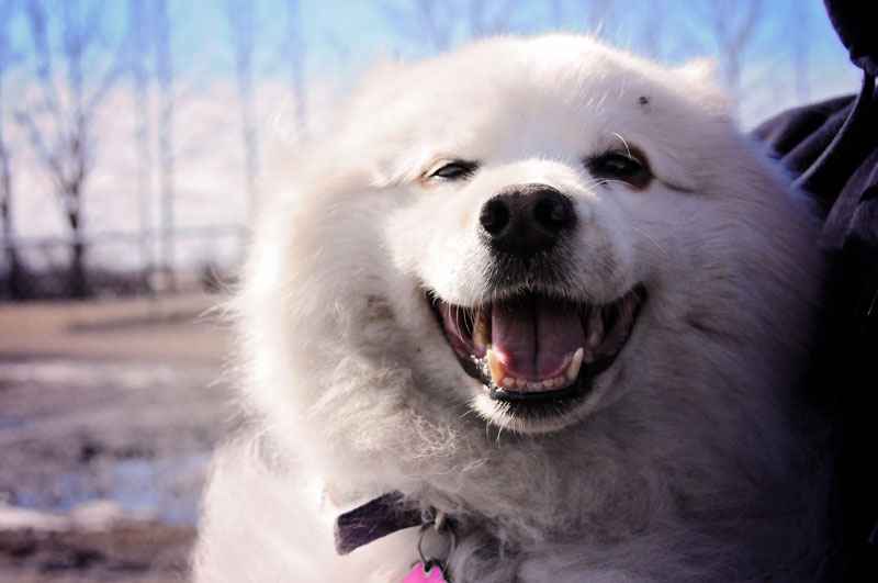 Eskimo dog smiling. Eskimo dog smiling.