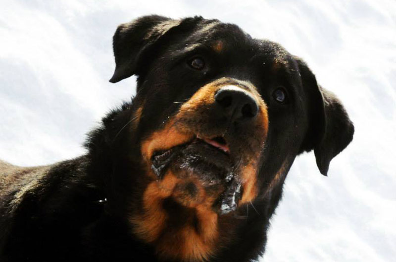 German Rottweiler female focusing for a treat. German Rottweiler female focusing for a treat.