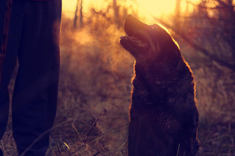 German Shepherd mix and sun setting. German Shepherd mix and sun setting.