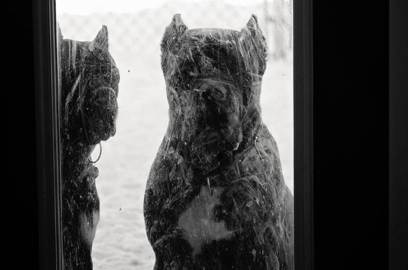 Large Cane Corso Boarding at 780. Large Cane Corso Boarding at 780.