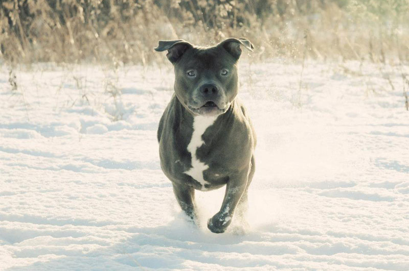 Pit bull exercise. Pit bull exercise.