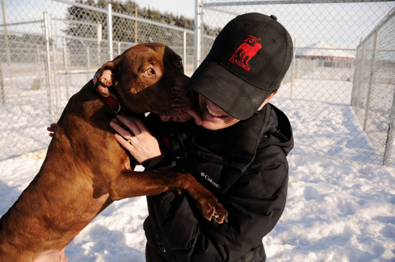 Pitbull with caregiver. Pitbull with caregiver.