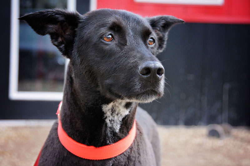Rescue dog smiling for the camera at 780. Rescue dog smiling for the camera at 780.