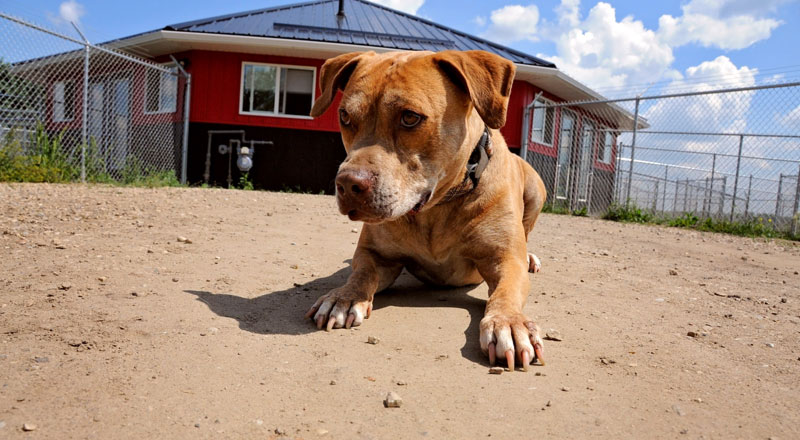 Rescue Pit Bull in her down command at 780's entrance. Rescue Pit Bull in her down command at 780's entrance.