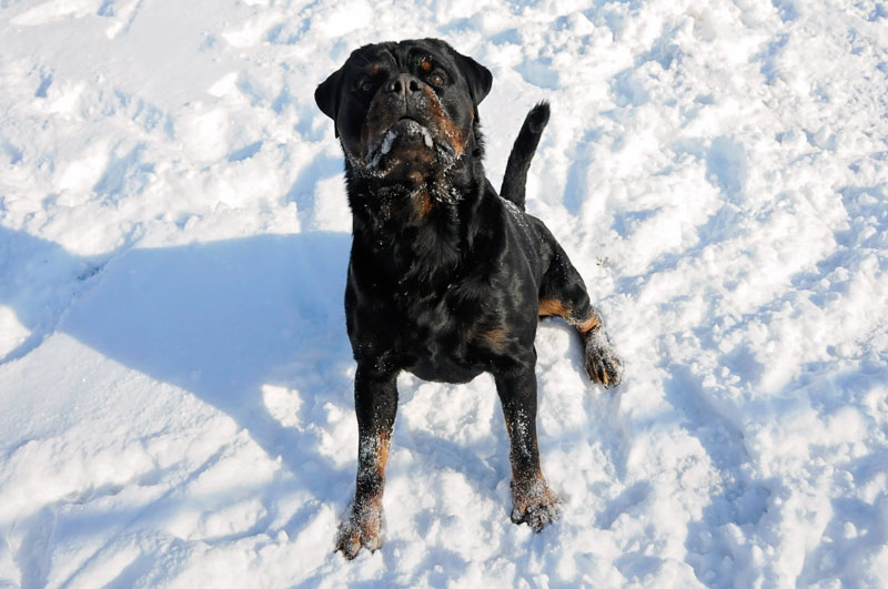 Rottweiler playing in snow. Rottweiler playing in snow.