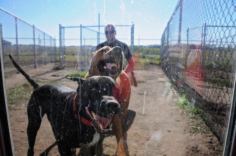 Summer time fun with two bullies boarding at 780. Summer time fun with two bullies boarding at 780.
