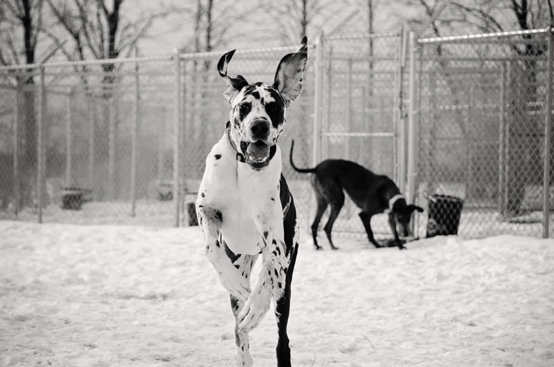 Two Great Danes in dog parks. Two Great Danes in dog parks.
