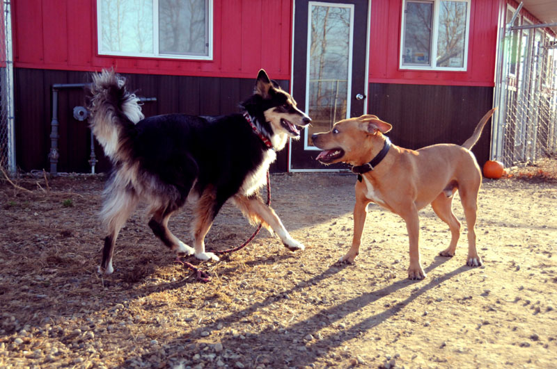 Two kennel canines meeting for play. Two kennel canines meeting for play.