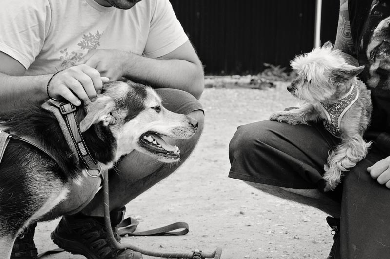 Two rescue dogs learning to trust their new caregivers. Two rescue dogs learning to trust their new caregivers.