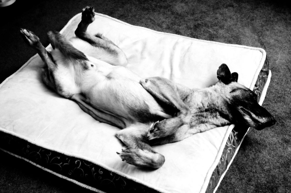 Beau the Belgian Malinois relaxing on his comfy bed.
