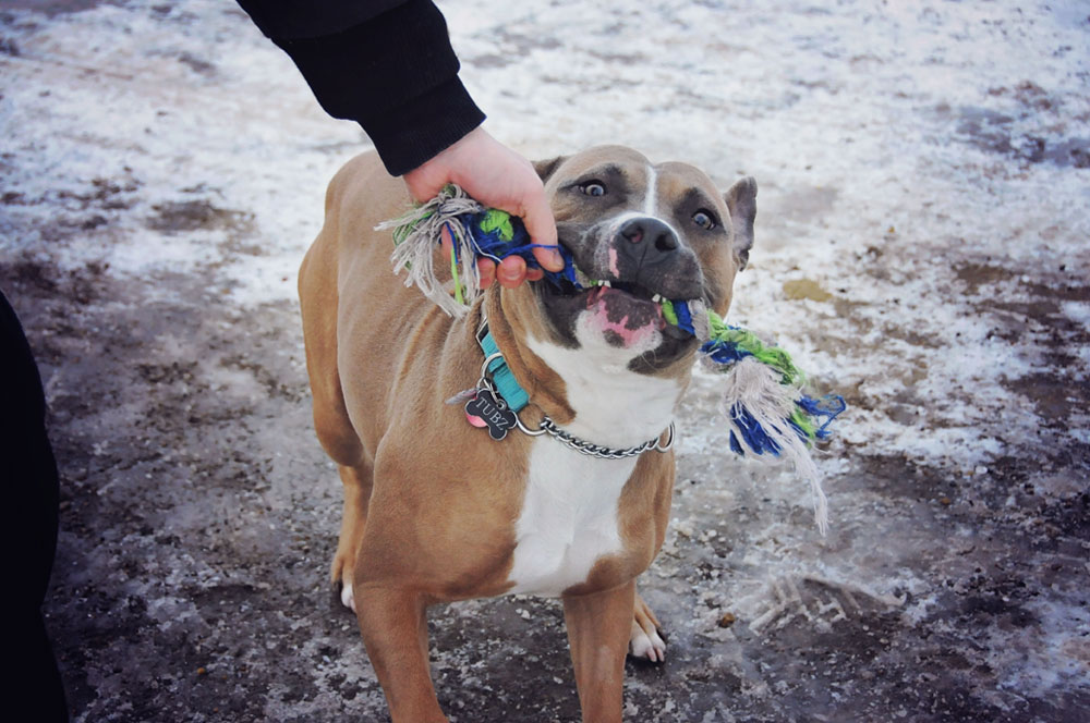 Cane Corso learning tug