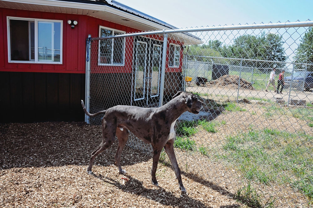 Karl the Great Dane at 780 Kennels