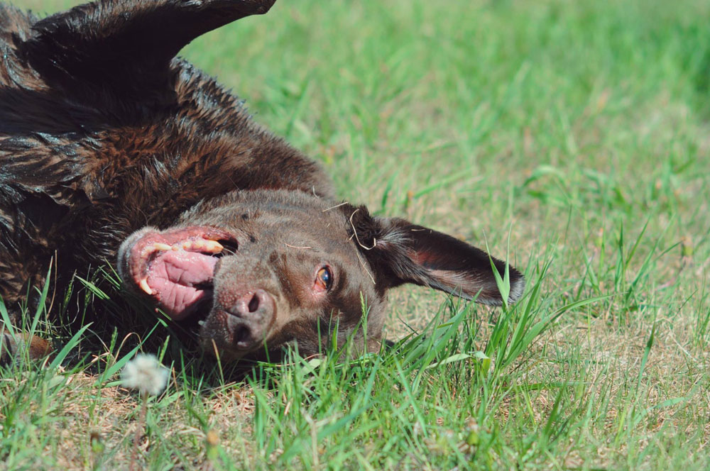 Kelso the Chocolate Lab Drying on the Grass After a Bath