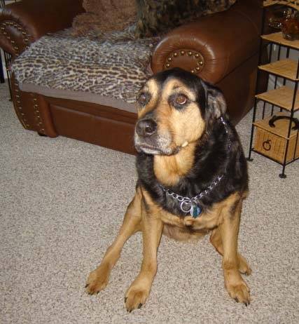Mickey, Founder and God Mother of 780 Kennels.