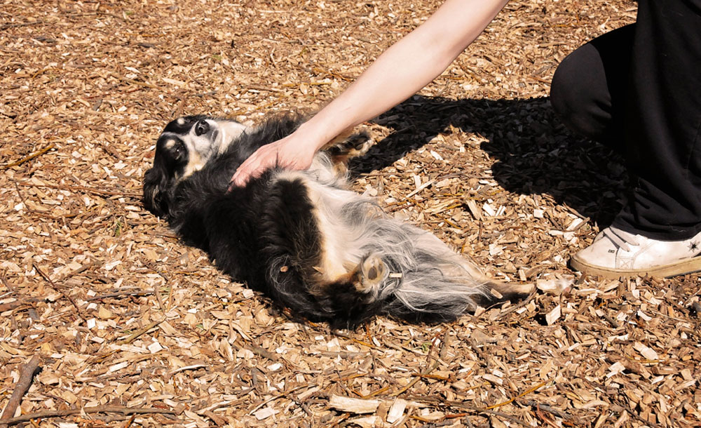 Mini Australian Shepherd Enrichment Time