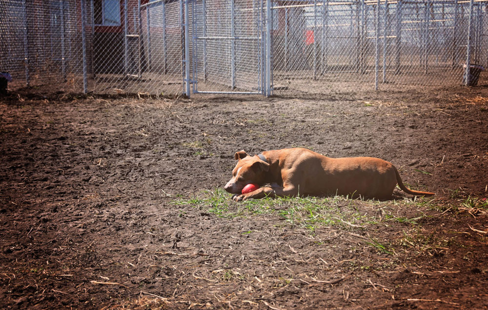 Off Leash Dog Park