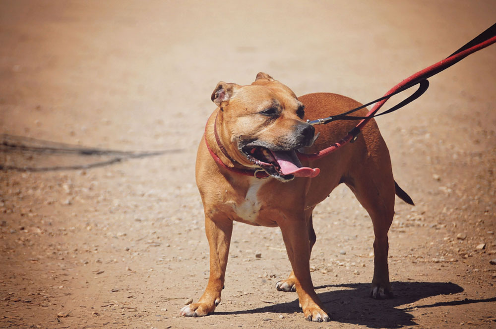 Rescue from a Kill Shelter