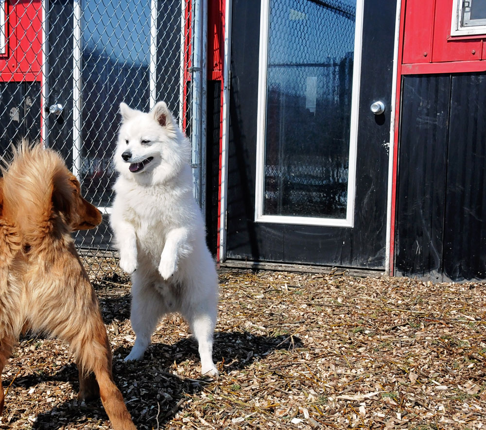 Safe canine socialization at 780 Kennels