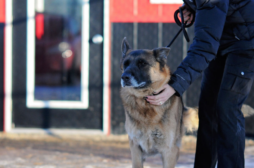 Senior German Shepherd training for the good canine citizen certification at 780 Kennels