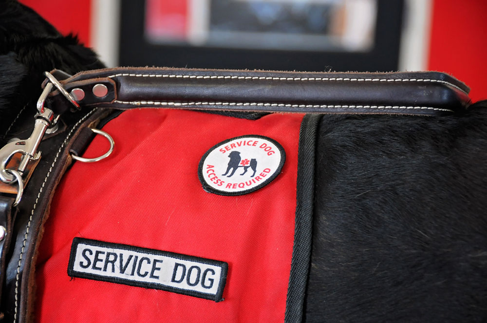 Service dog vest on certified Rottweiler at 780 Kennels