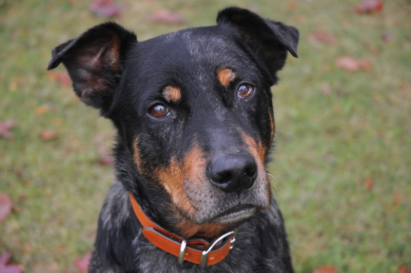 Shadow, 780 Kennels founder.