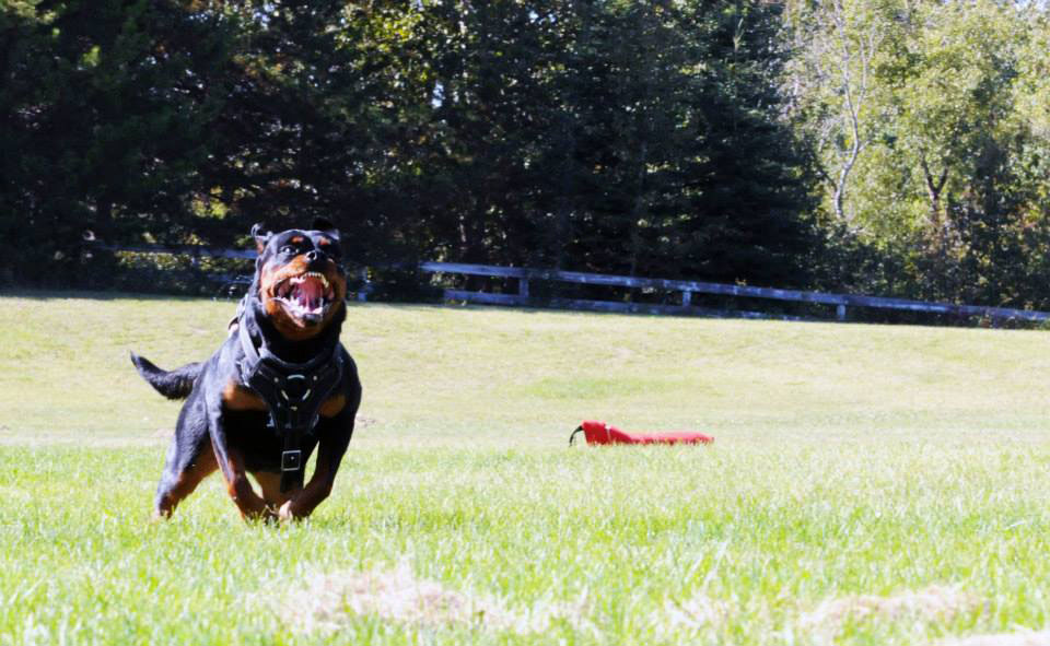 Sparta Von Ruelmann
