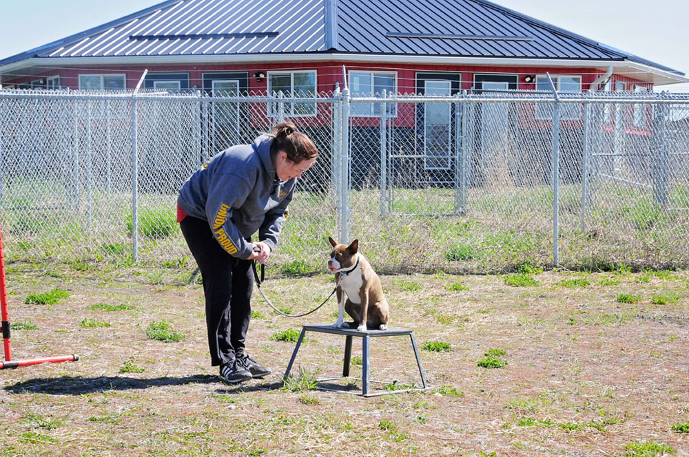Agility training at the dog parks