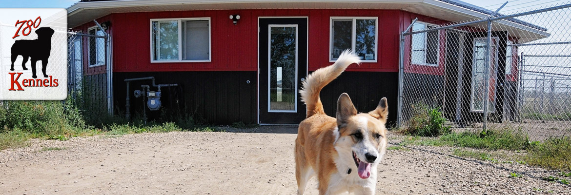 Dog boarding facilities with a canine guest Edmonton, AB.