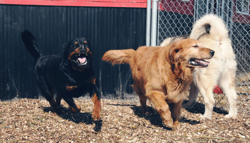 3 large dogs playing in their private exercise areas.