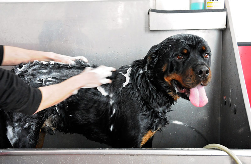 Bathing a Rottweiler in our grooming station before going home.