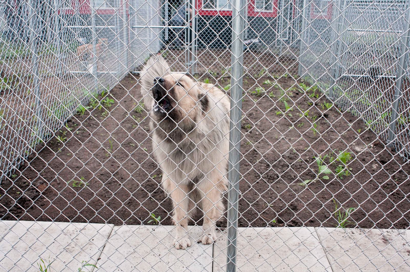 Extra large Kuvasz Dog boarding at 780.
