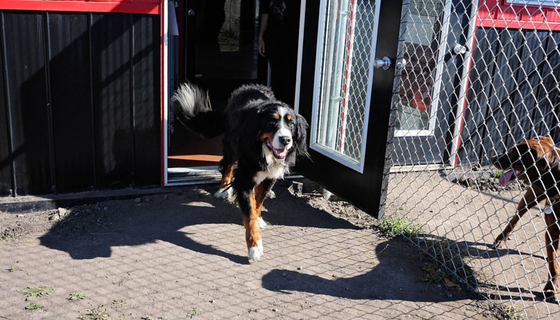 XL canine boarding at 780’s dog resort.