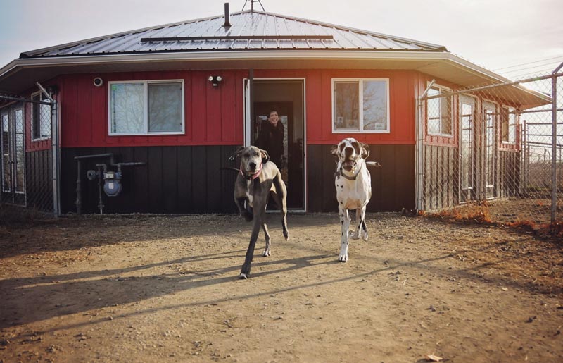 Dog daycare facilities with two Great Danes and certified staff Stony Plain, AB