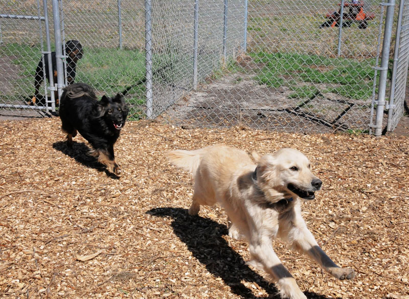High energy canines playing in 780's exercise yards.