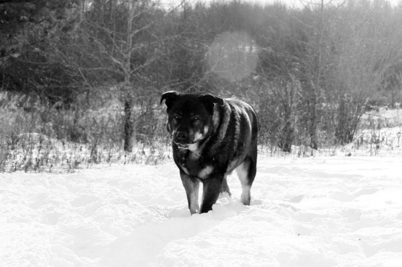 Rottweiler mix rescue dog during the winter.