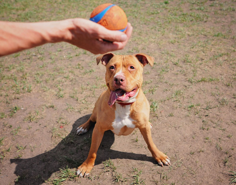 Rescue dog sitting for her ball reward.