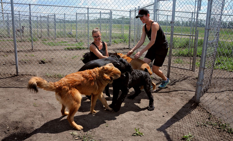 Dog daycare services with multiple canine guests playing with friendly caregivers.