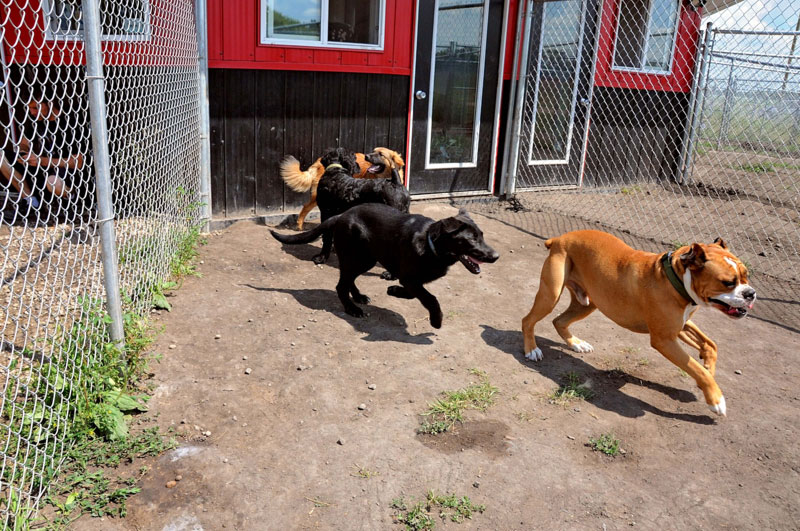 Various breeds and temperaments socializing safely at 780’s dog daycare Parkland County, AB.