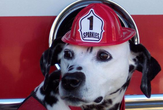 Dalmatian fire fighter.