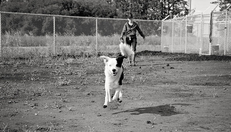 High-energy Border Collie mix with kennel staff in 780's off-leash dog park