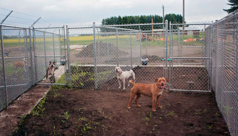 Outdoor exercise runs with cement slabs thwarts diggers & angled perimeter fencing prevents jumpers