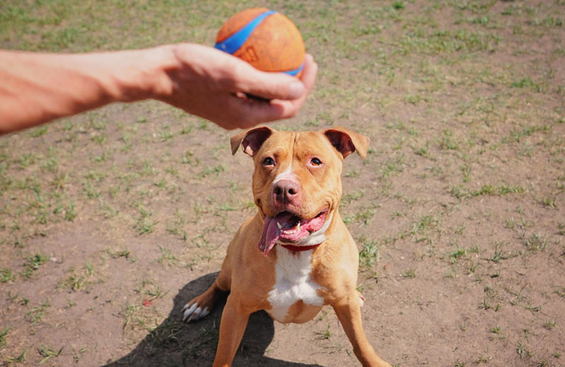 Pit Bull training the sit command for her toy ball.